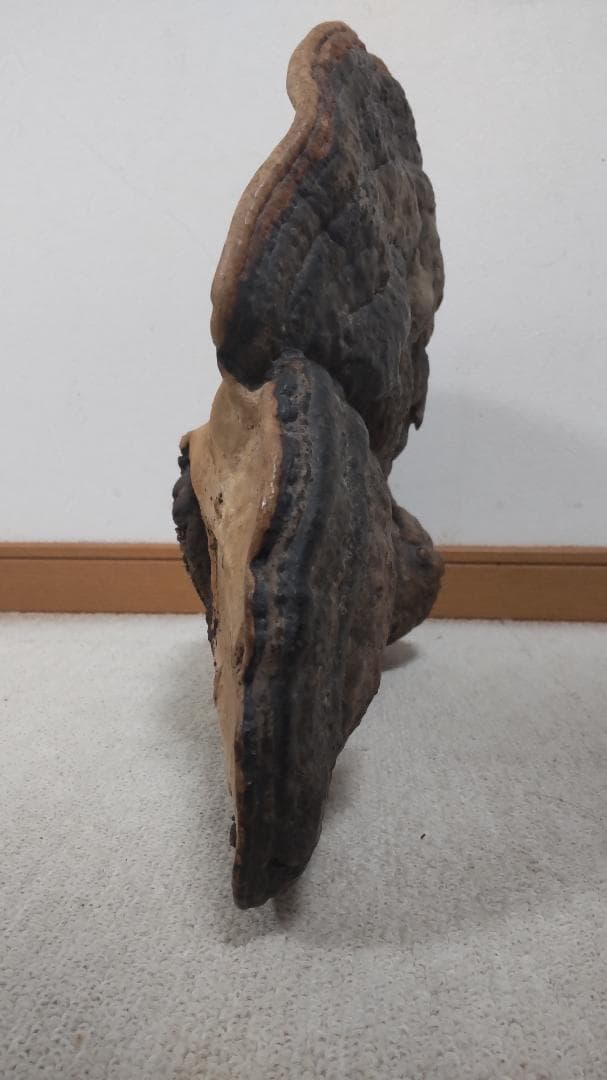 サルノコシカケ