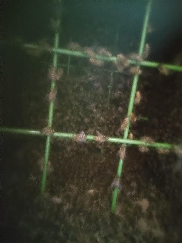 日本蜜蜂 重箱式巣箱４段　スライド底板 スノコ付き　説明書有　パイプ架台手順添付