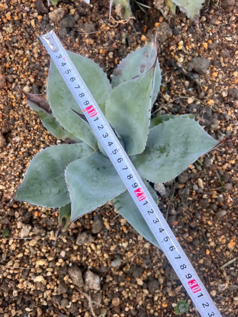 アガベ オバティフォリア　2個