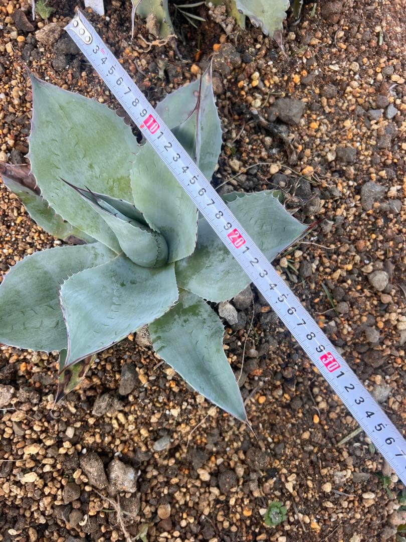 アガベ オバティフォリア　2個