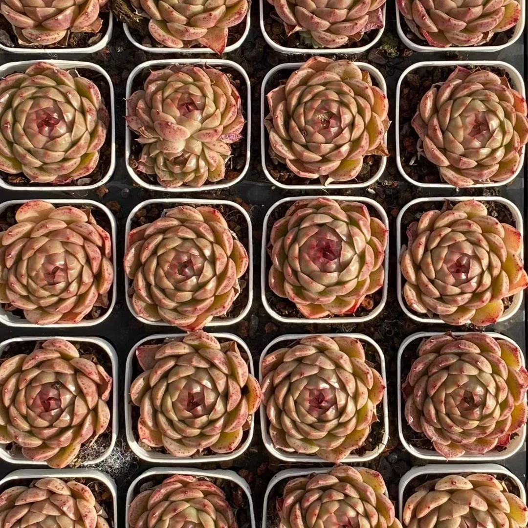 Top【選抜株】多肉植物　18834ピンクバタフライ 10個　鉢無し/脱土