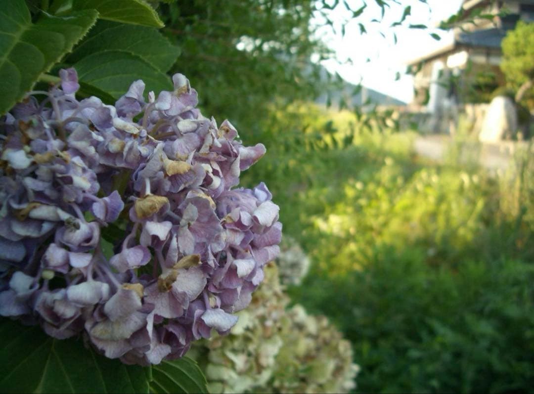 実写美⭕️良品【動作確認済】CASIO カシオ EXILIM EX-Z40