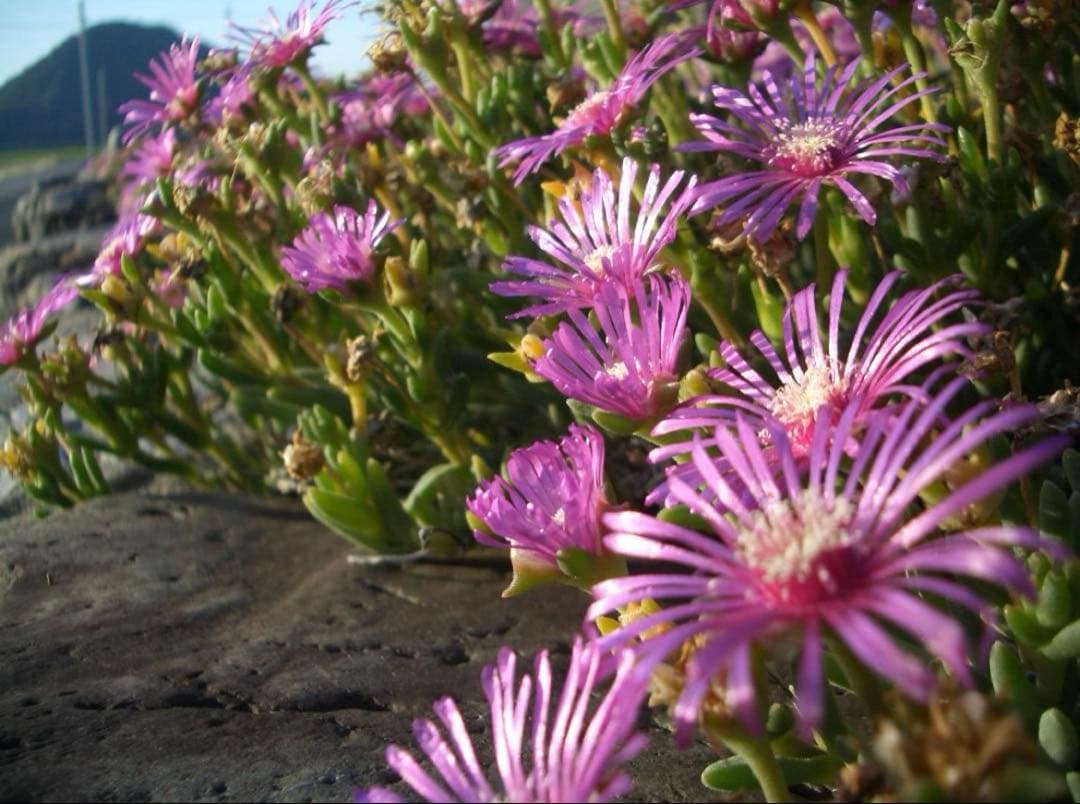 実写美⭕️良品【動作確認済】CASIO カシオ EXILIM EX-Z40