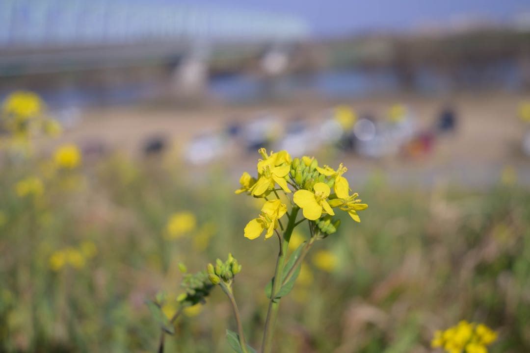 【美品】NIKKOR Z 24-50mm f/4-6.3【純正フード付き】