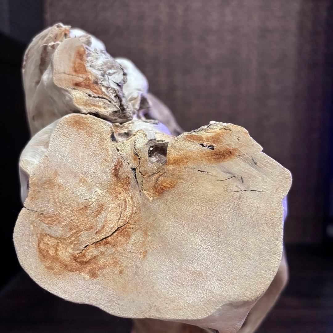 流木　うねうね大サイズ　インテリア用67.5cm自立可