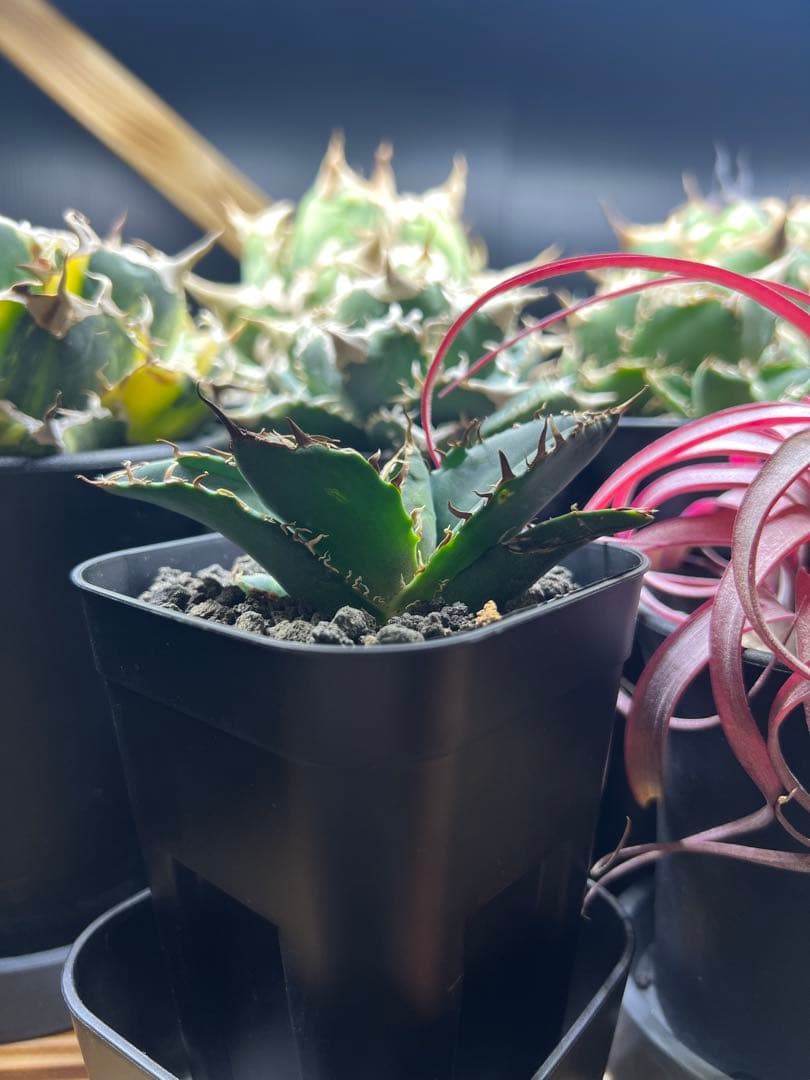 アガベ チタノタ 白鯨 子株