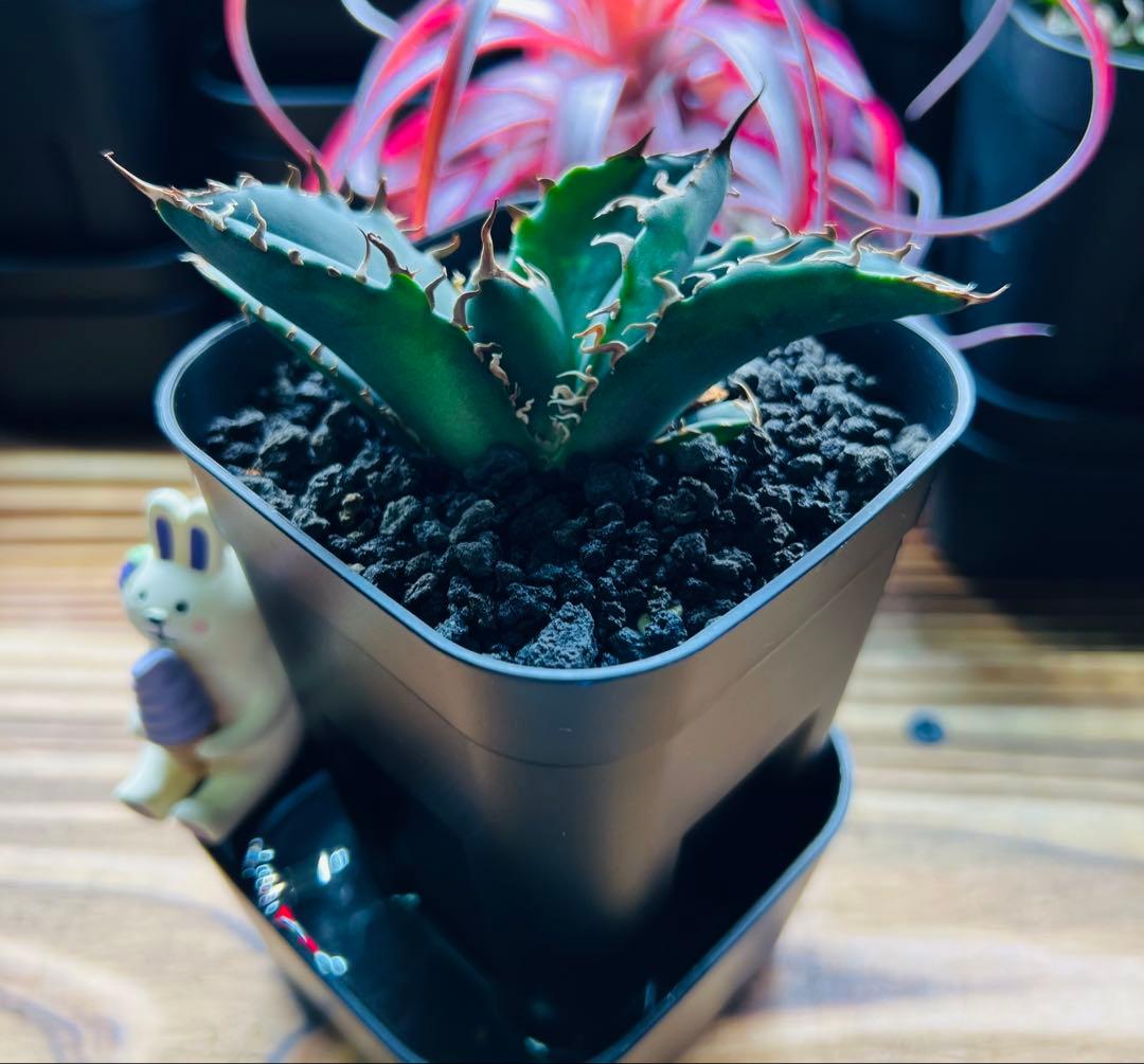 アガベ チタノタ 白鯨 子株