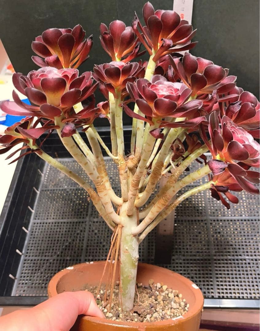 23#多肉植物アエオニウム❤️ 小さな黒豆 ❤️22頭34cm高36cm拨き苗