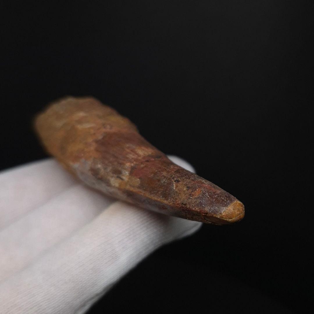 スピノサウルス 本物 モロッコ産 85.12 sp512