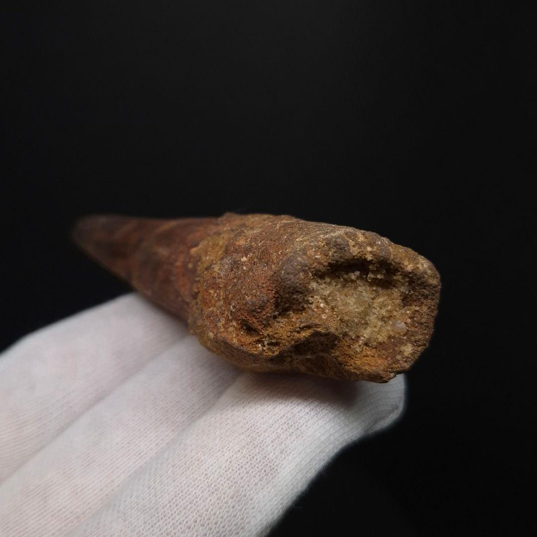 スピノサウルス 本物 モロッコ産 85.12 sp512