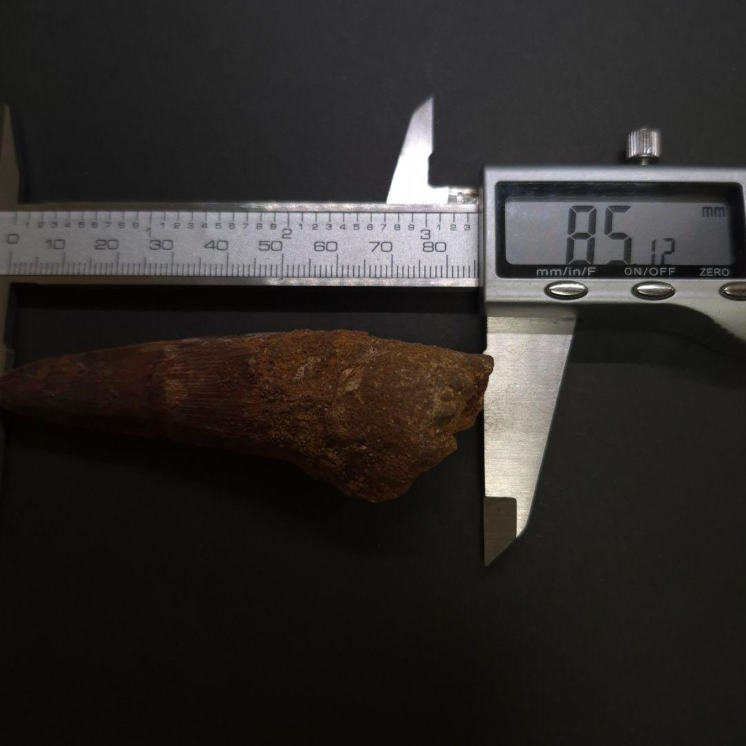 スピノサウルス 本物 モロッコ産 85.12 sp512