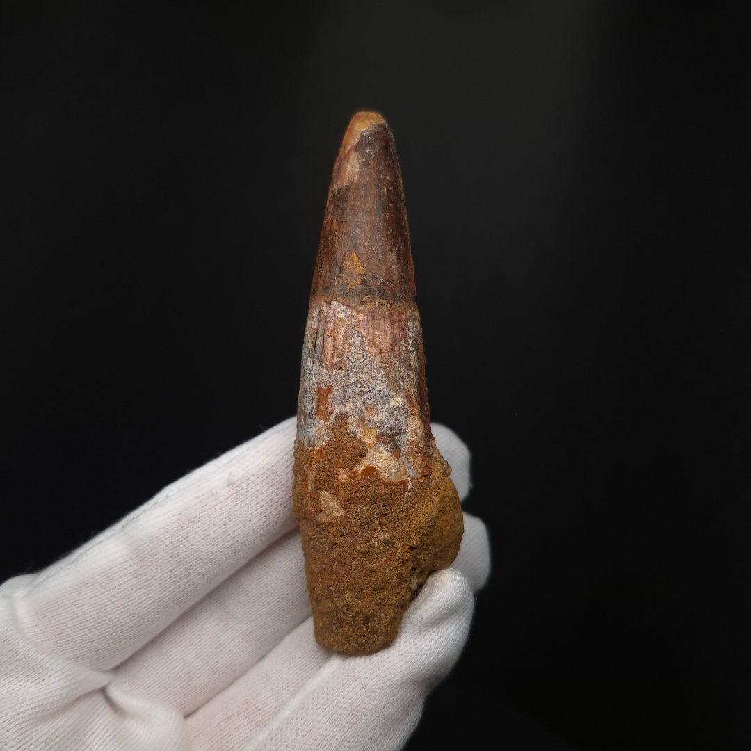 スピノサウルス 本物 モロッコ産 85.12 sp512