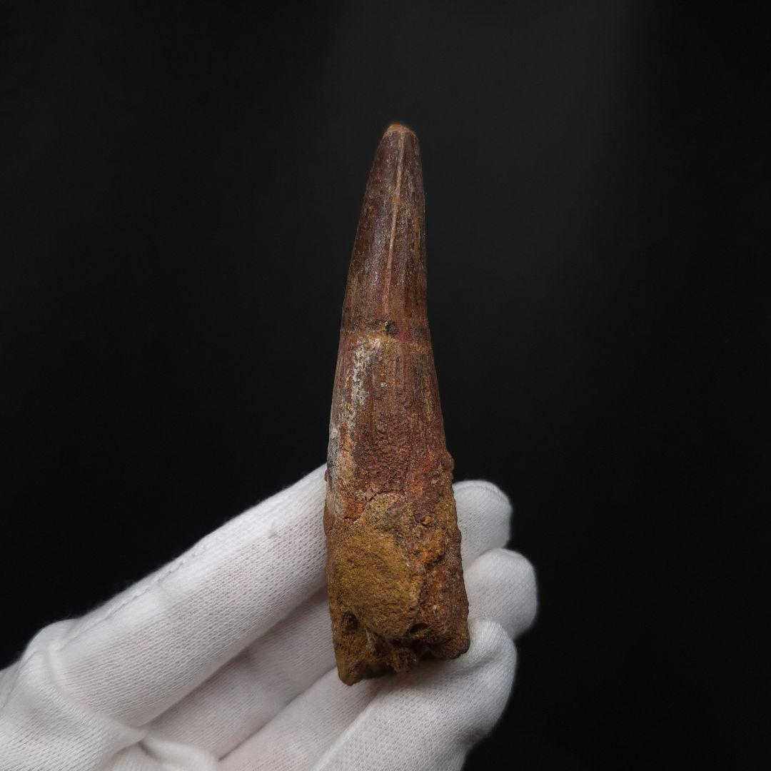 スピノサウルス 本物 モロッコ産 85.12 sp512