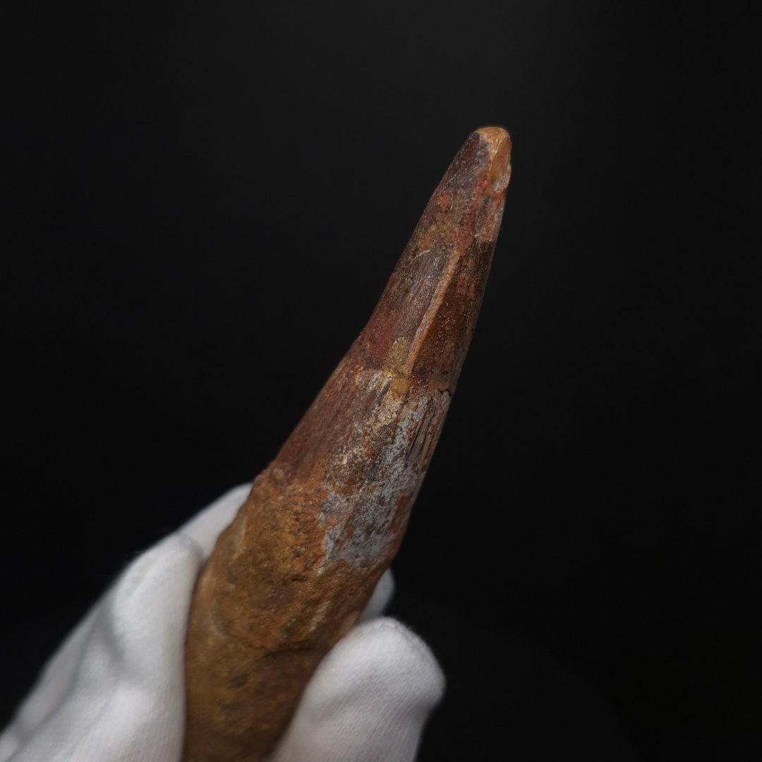 スピノサウルス 本物 モロッコ産 85.12 sp512