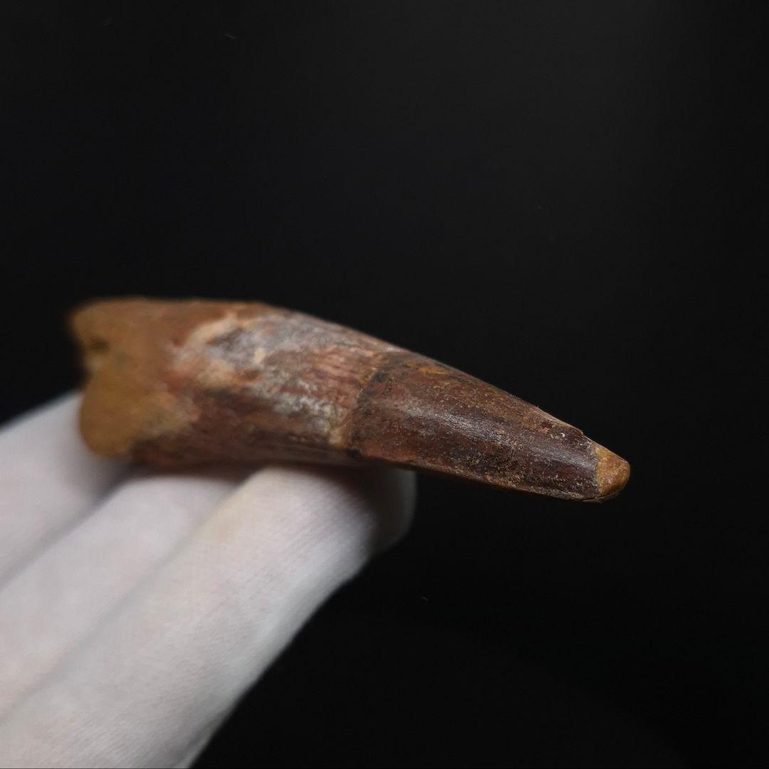 スピノサウルス 本物 モロッコ産 85.12 sp512