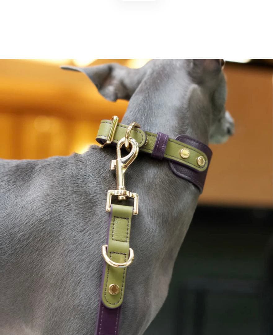 中型犬用紫緑ハーネスとリードセット