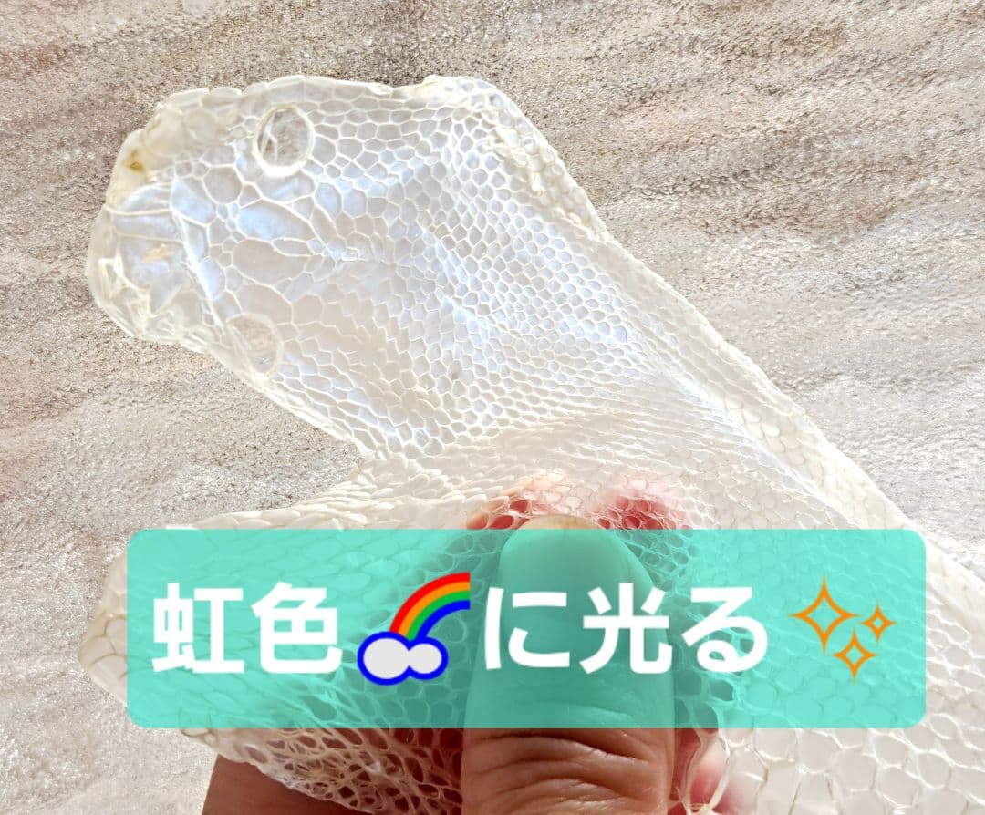 白蛇の脱け殻❤干支❤巳年❤超美品❣️しかも‼️妊婦さん❣️
