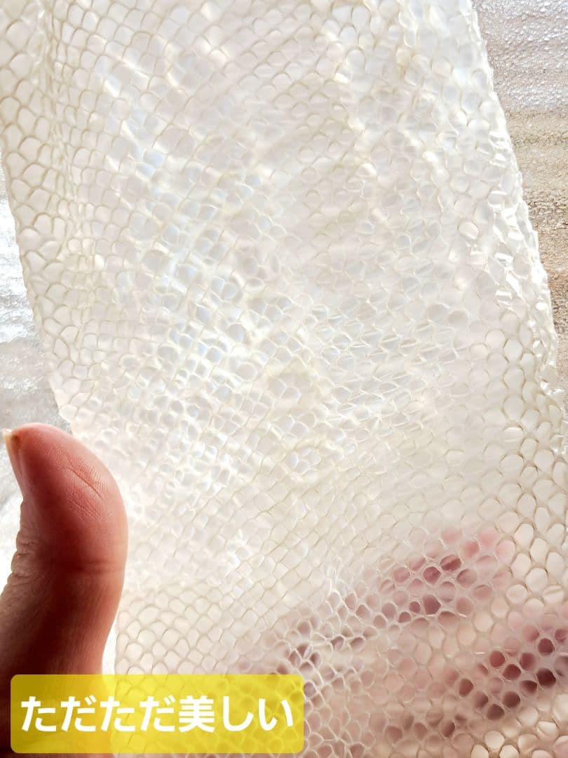 白蛇の脱け殻❤干支❤巳年❤超美品❣️しかも‼️妊婦さん❣️