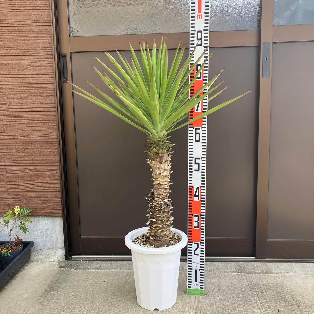 ユッカ　アロイフォリア#2494