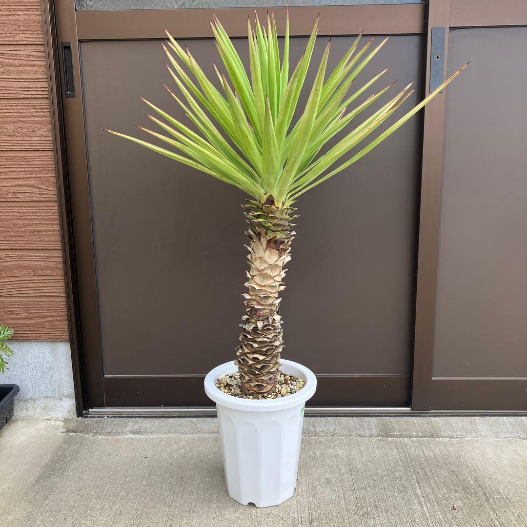 ユッカ　アロイフォリア#2494