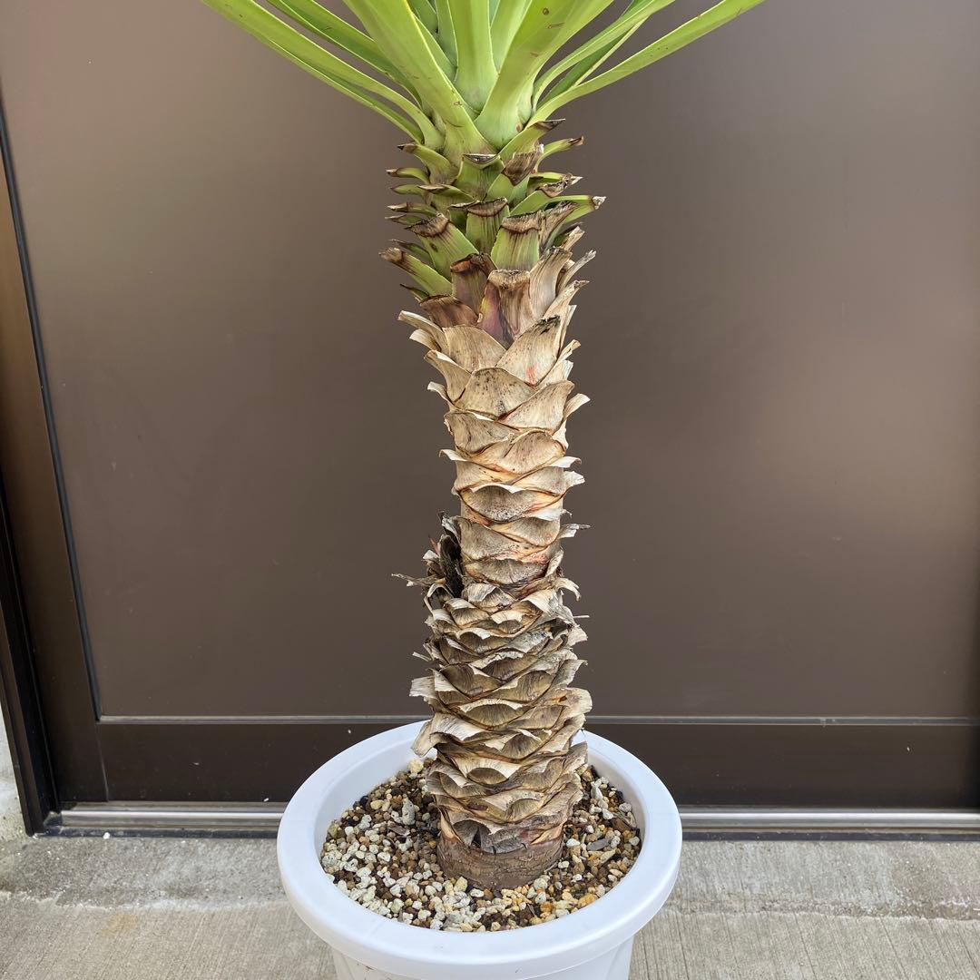 ユッカ　アロイフォリア#2494