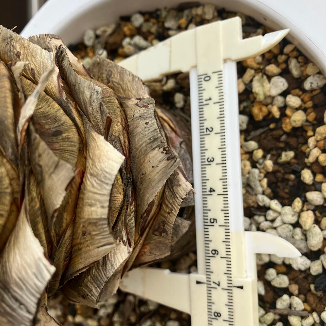 ユッカ　アロイフォリア#2494