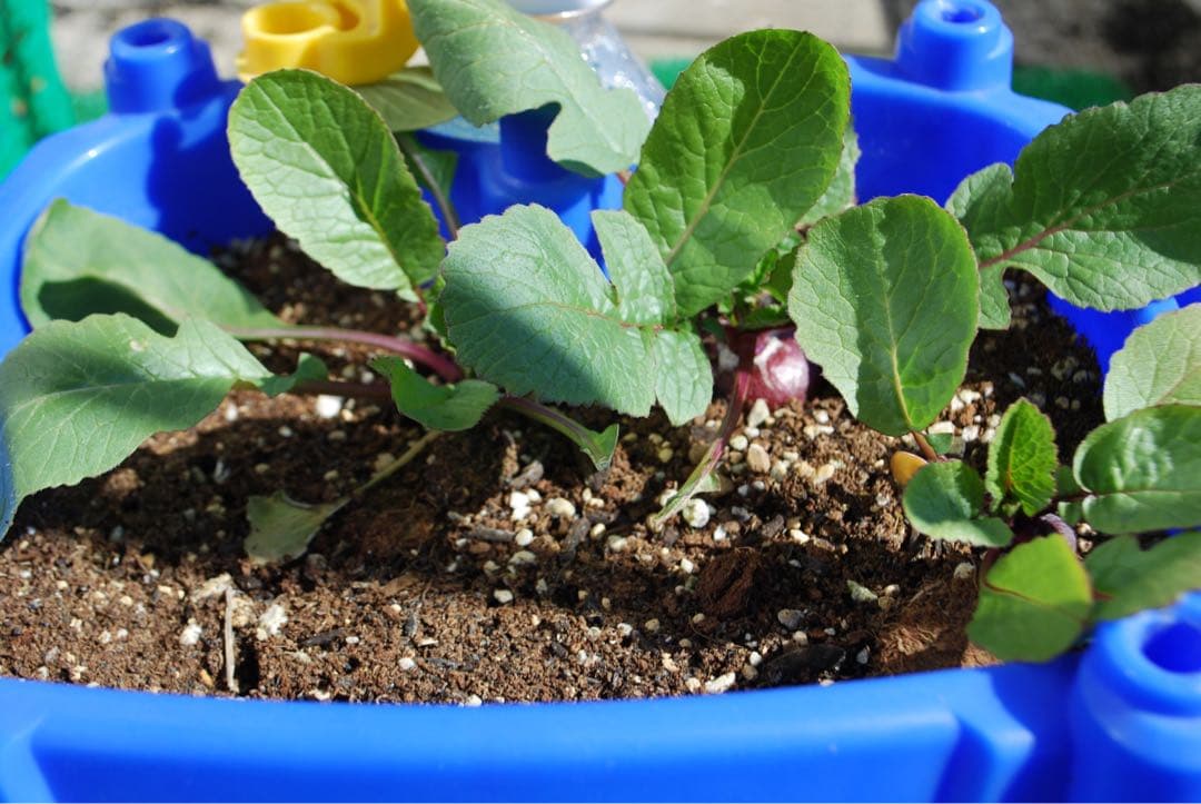 【望遠レンズ付】Nikon D60★ダブルレンズセット★届いてすぐ使える！