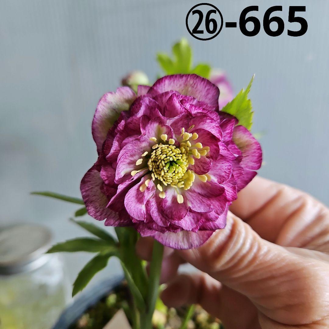 ㉖-665クリスマスローズ