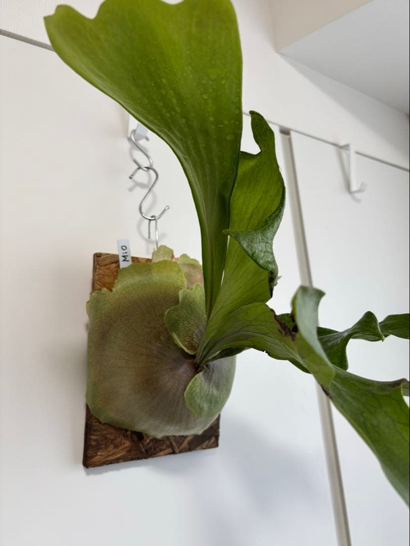 ビカクシダ Hillii Mio TC