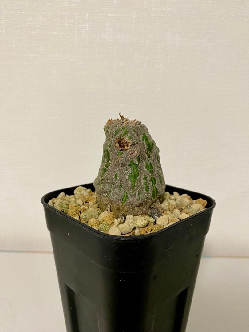ボンバックス　【今だけ値下げ】