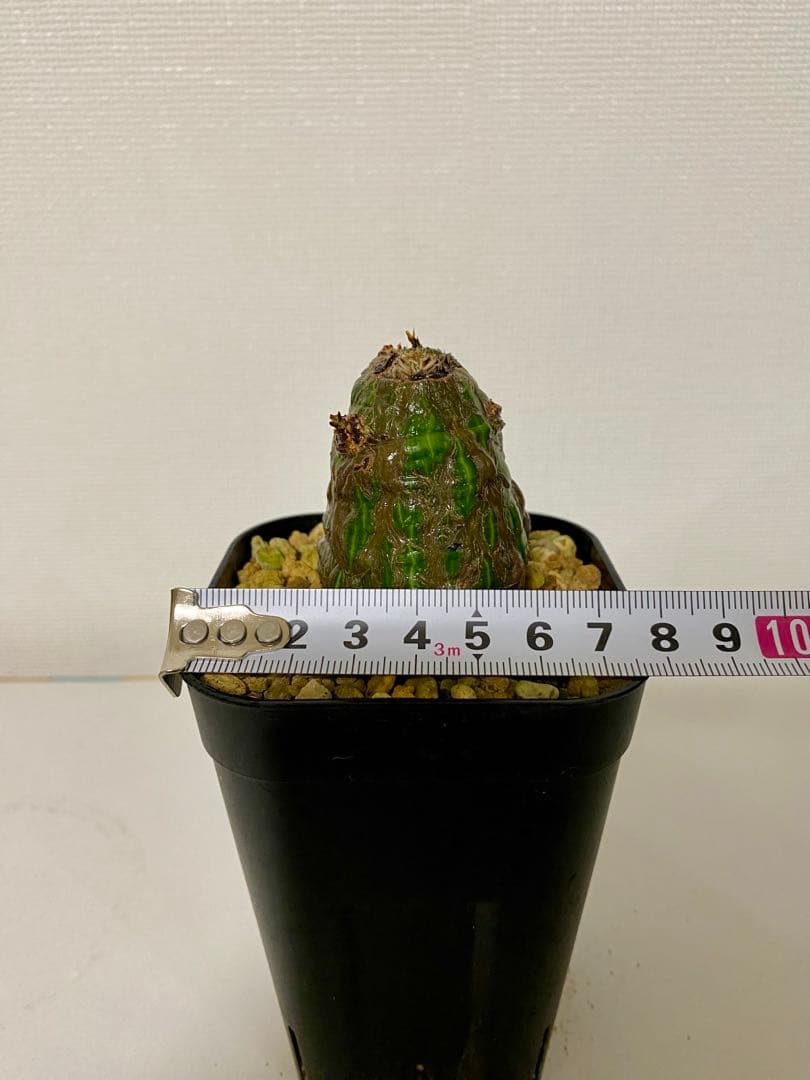 ボンバックス　【今だけ値下げ】