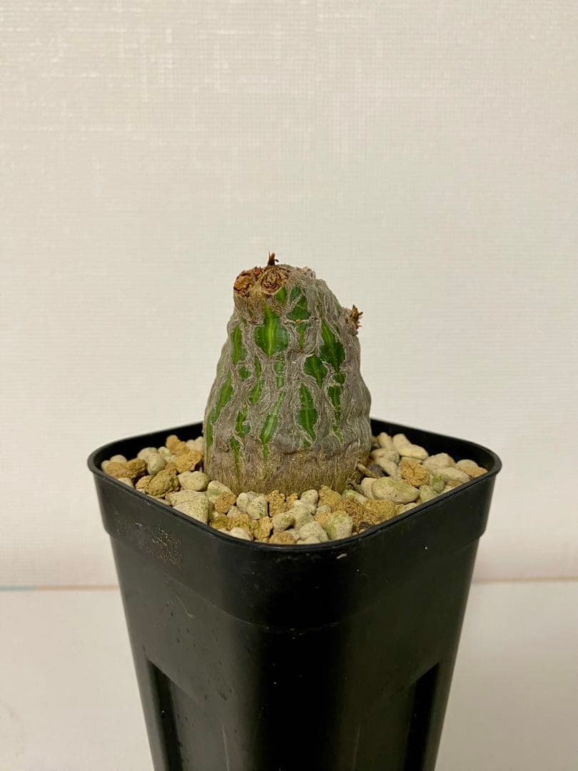 ボンバックス　【今だけ値下げ】