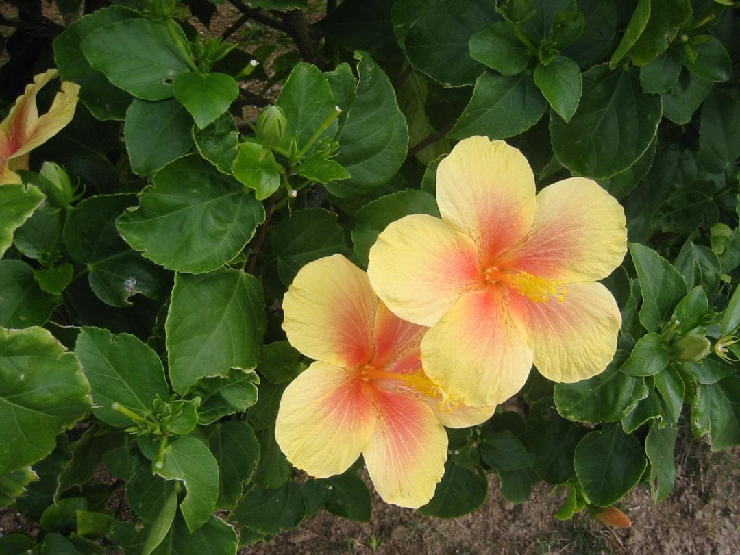 CANON IXY Digital 200a 本体ほか