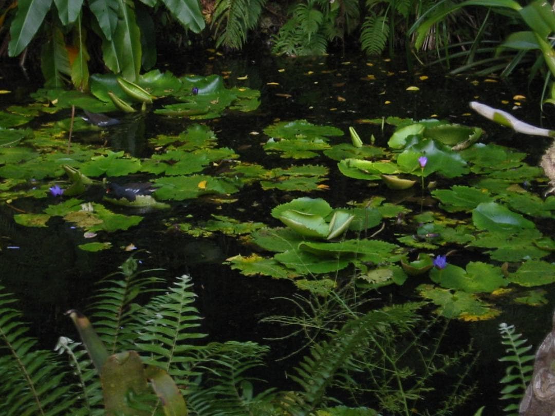 CANON IXY Digital 200a 本体ほか