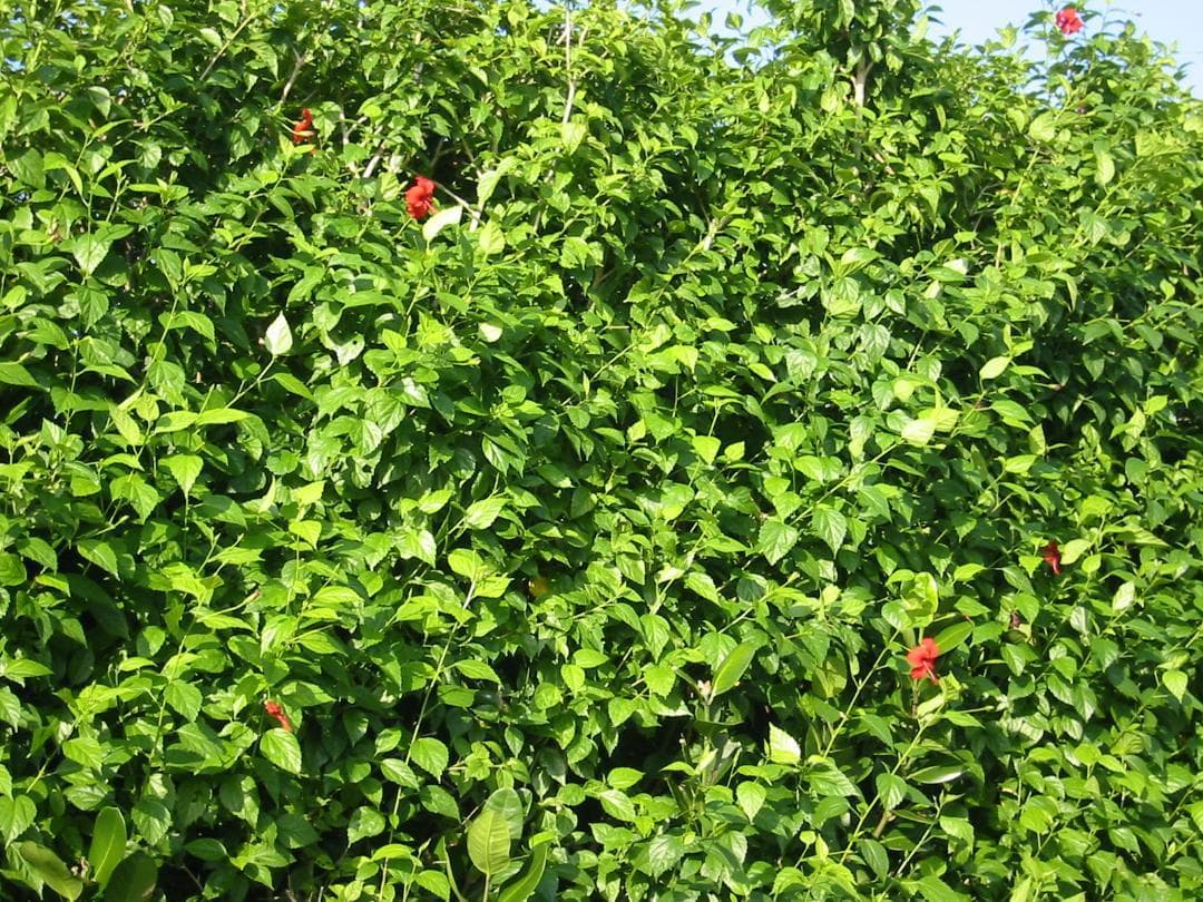 CANON IXY Digital 200a 本体ほか