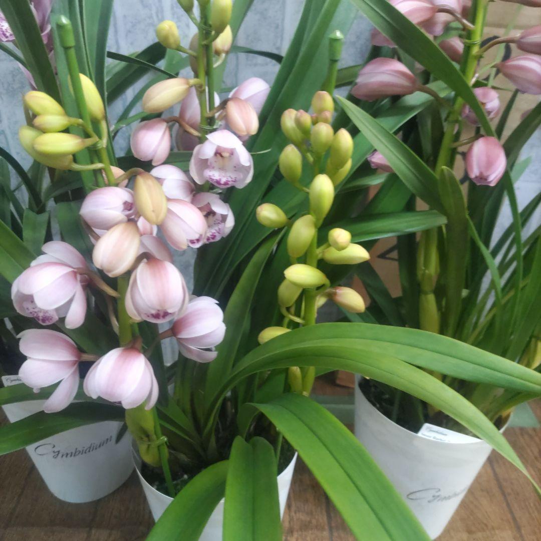 17日入荷分⭐️石田園芸オリジナル品種⭐️3本立ち　 テーブルシンピ３鉢セット