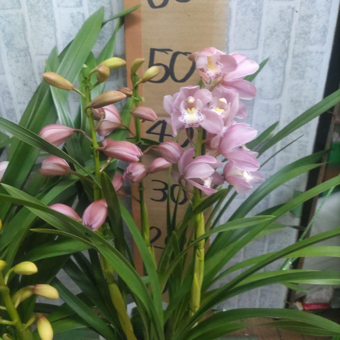 17日入荷分⭐️石田園芸オリジナル品種⭐️3本立ち　 テーブルシンピ３鉢セット