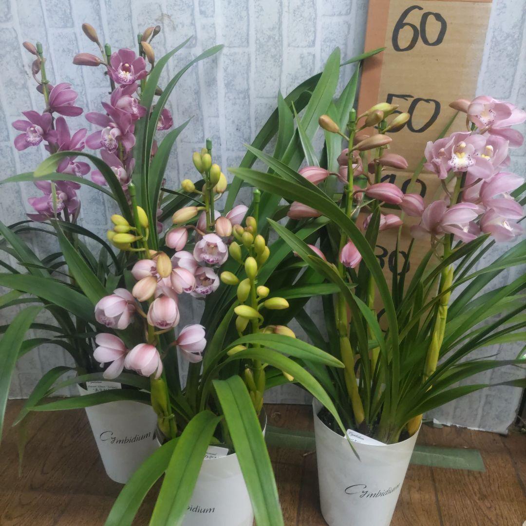 17日入荷分⭐️石田園芸オリジナル品種⭐️3本立ち　 テーブルシンピ３鉢セット