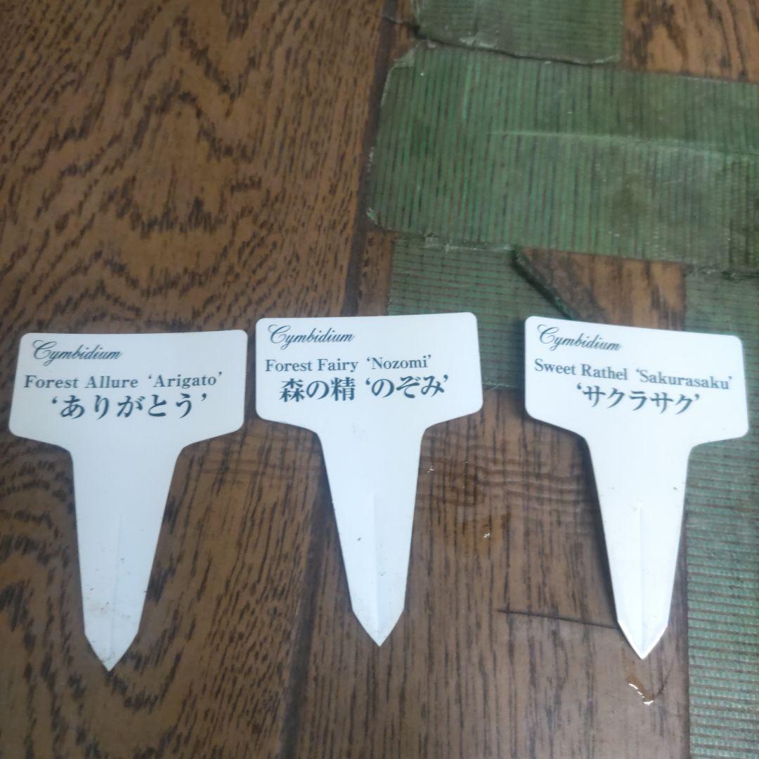 17日入荷分⭐️石田園芸オリジナル品種⭐️3本立ち　 テーブルシンピ３鉢セット