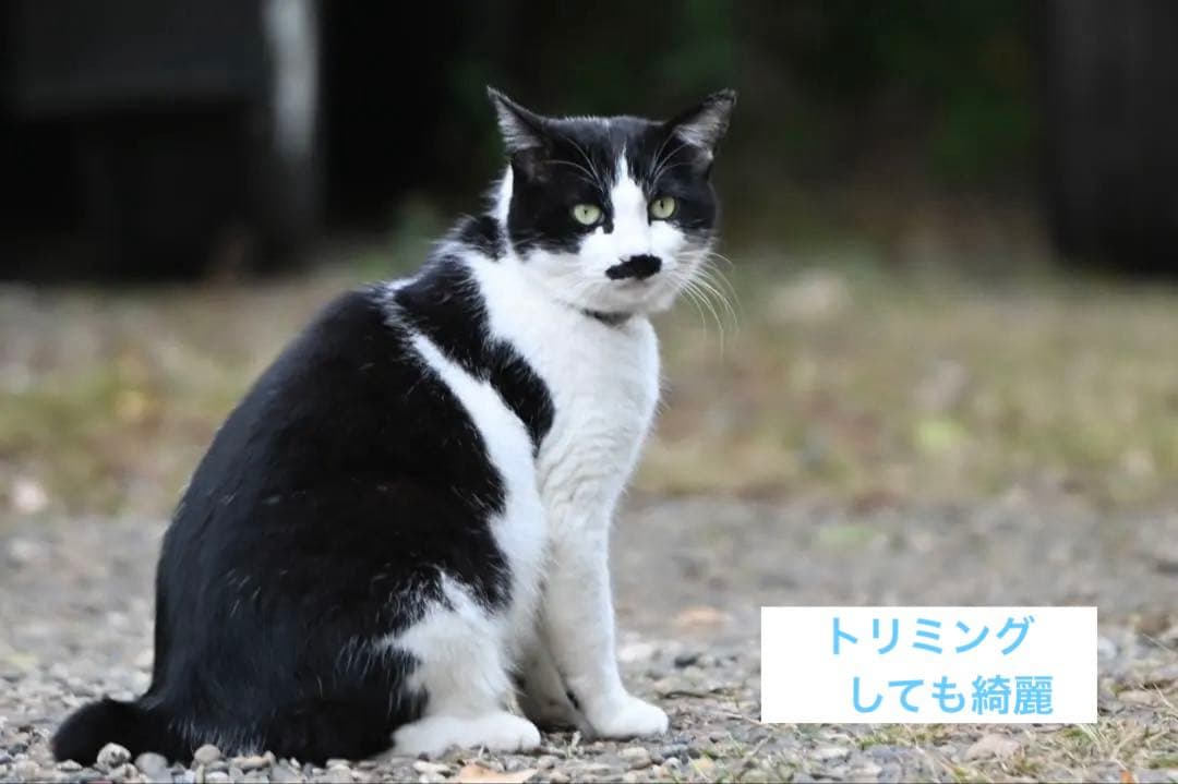 【美品】Nikon 大三元 70-200mm F2.8GII ED