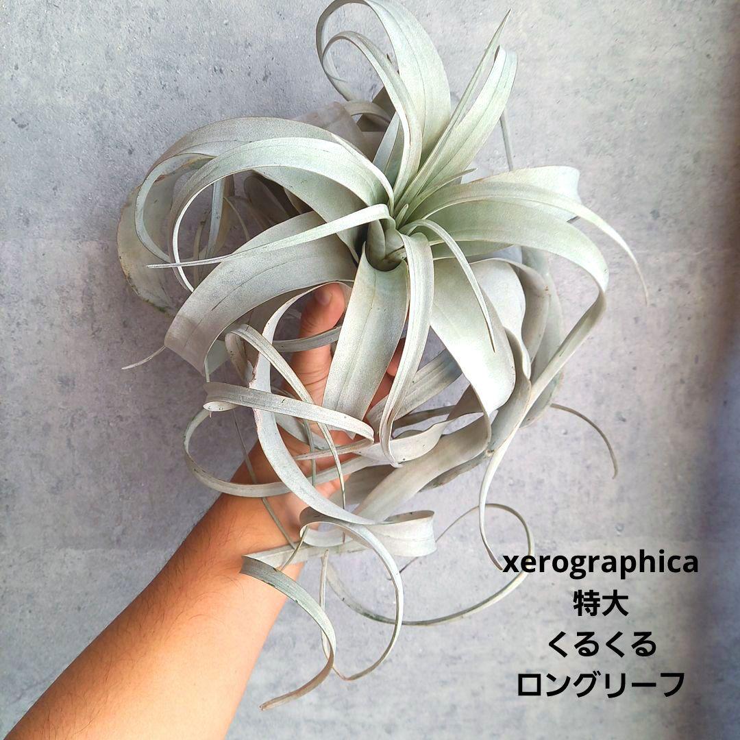 エアプランツ チランジアの王様 キセログラフィカ (くるくるロングリーフ)
