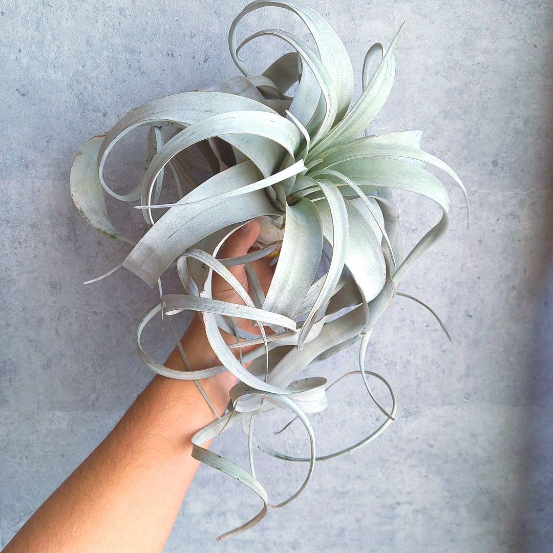 エアプランツ チランジアの王様 キセログラフィカ (くるくるロングリーフ)