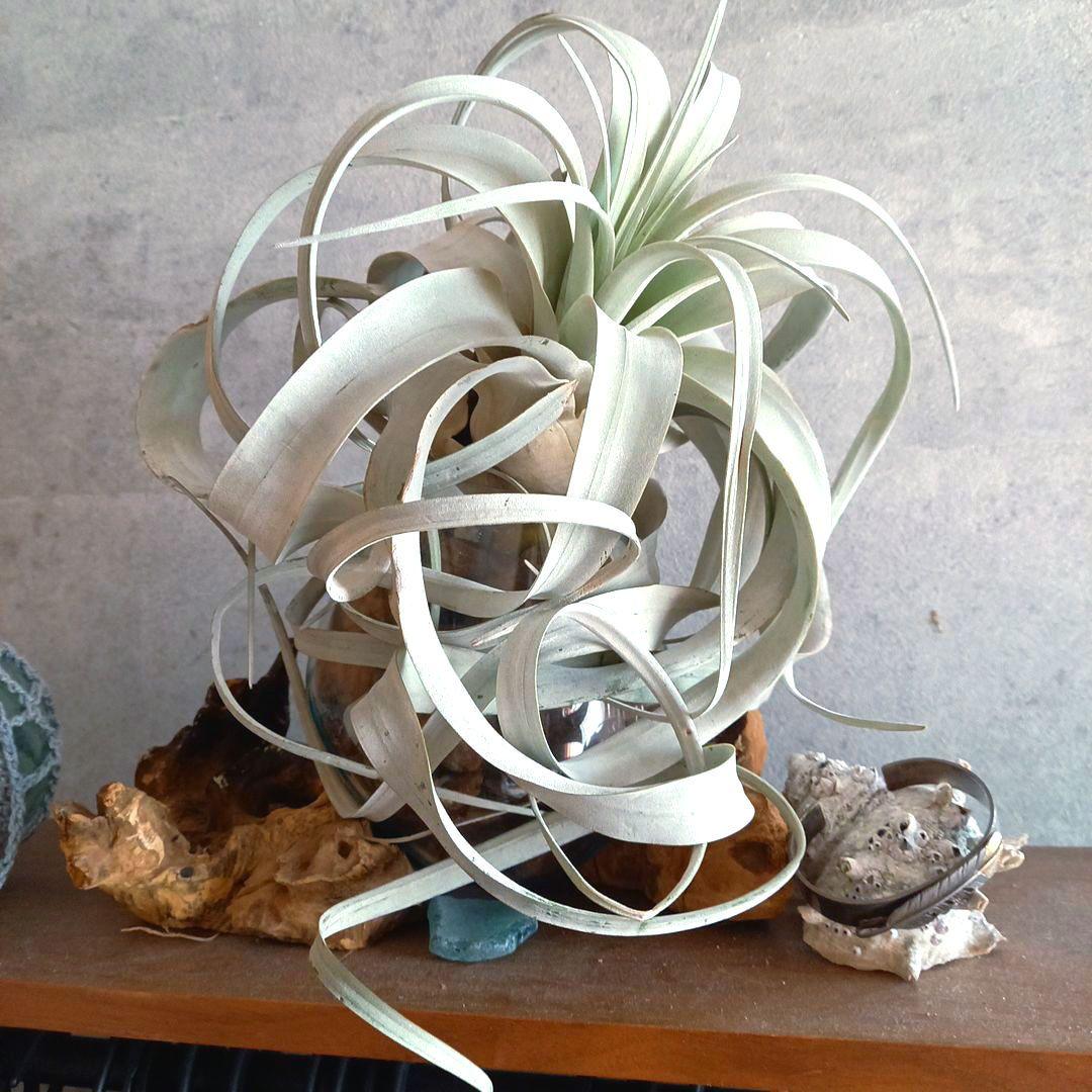 エアプランツ チランジアの王様 キセログラフィカ (くるくるロングリーフ)