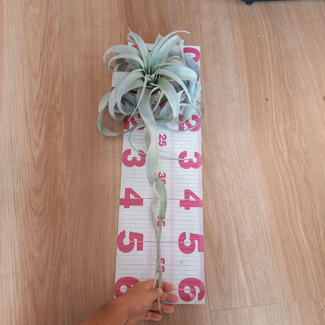 エアプランツ チランジアの王様 キセログラフィカ (くるくるロングリーフ)