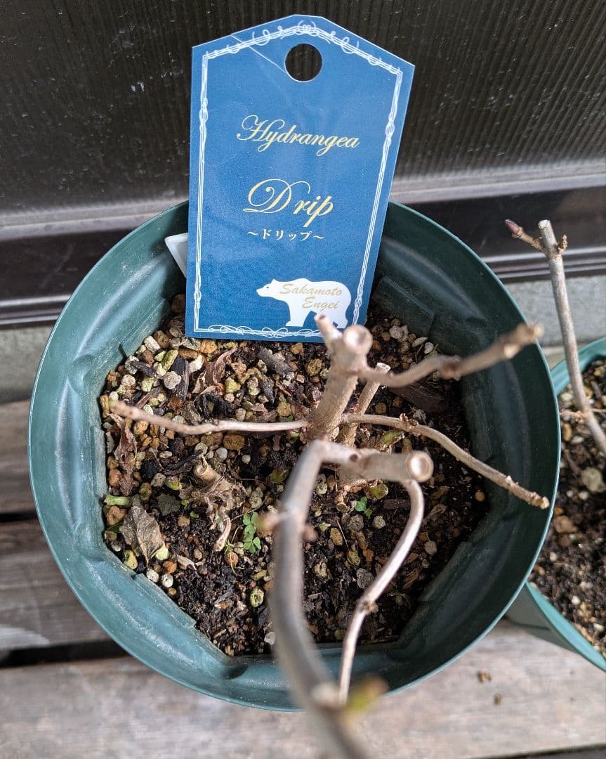 紫陽花　ドリップ　ありがとう　セット　落葉中