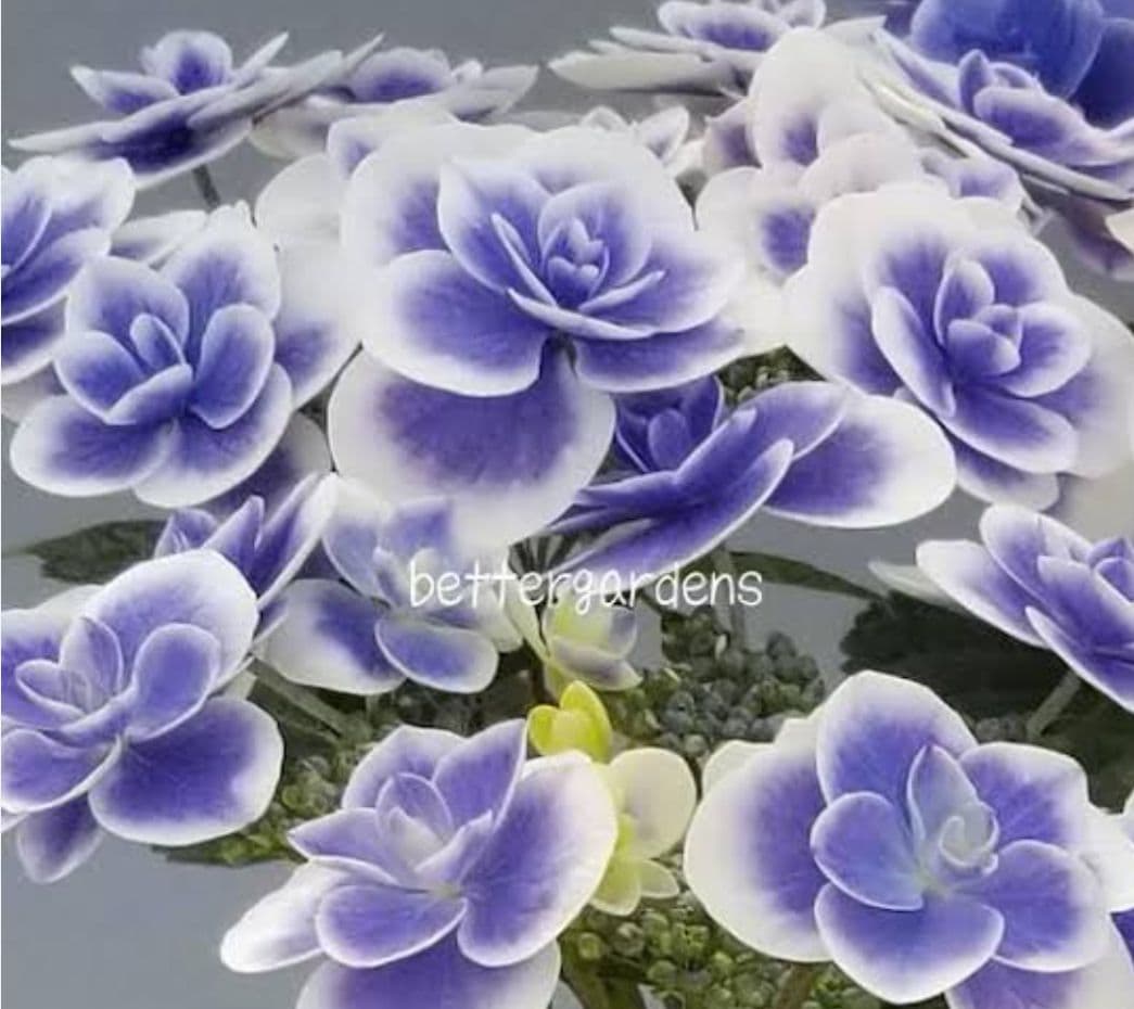 紫陽花　ドリップ　ありがとう　セット　落葉中