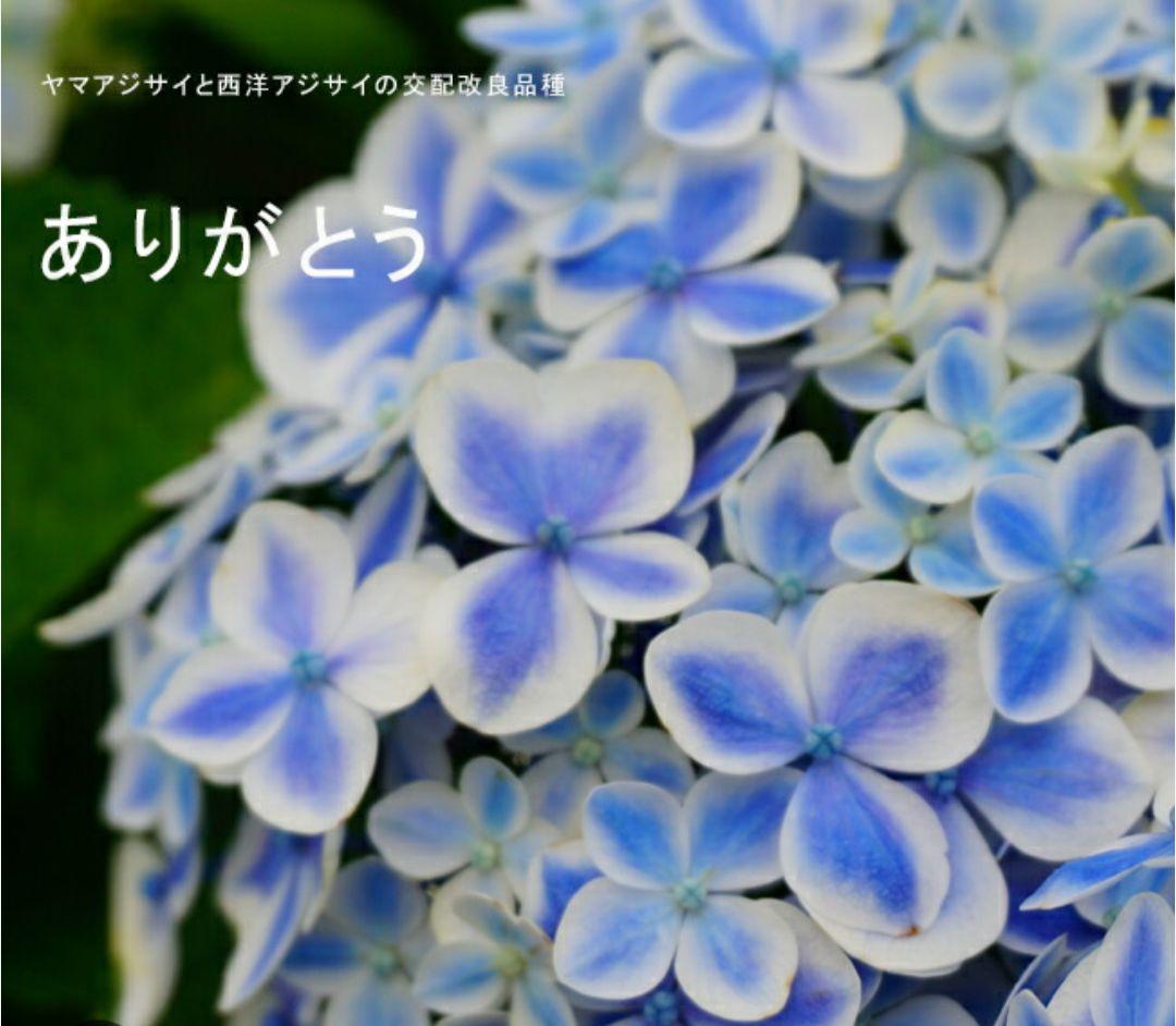 紫陽花　ドリップ　ありがとう　セット　落葉中