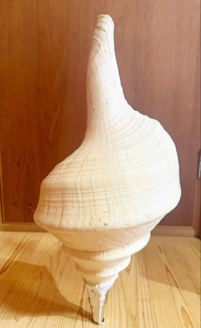 希少特大肉厚55.5㎝アラフラオオニシ法螺貝　ほら貝　ホラガイ