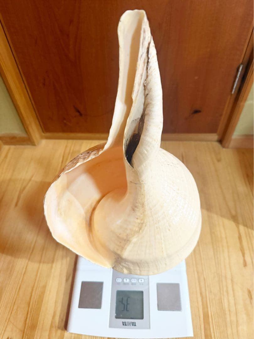 希少特大肉厚55.5㎝アラフラオオニシ法螺貝　ほら貝　ホラガイ