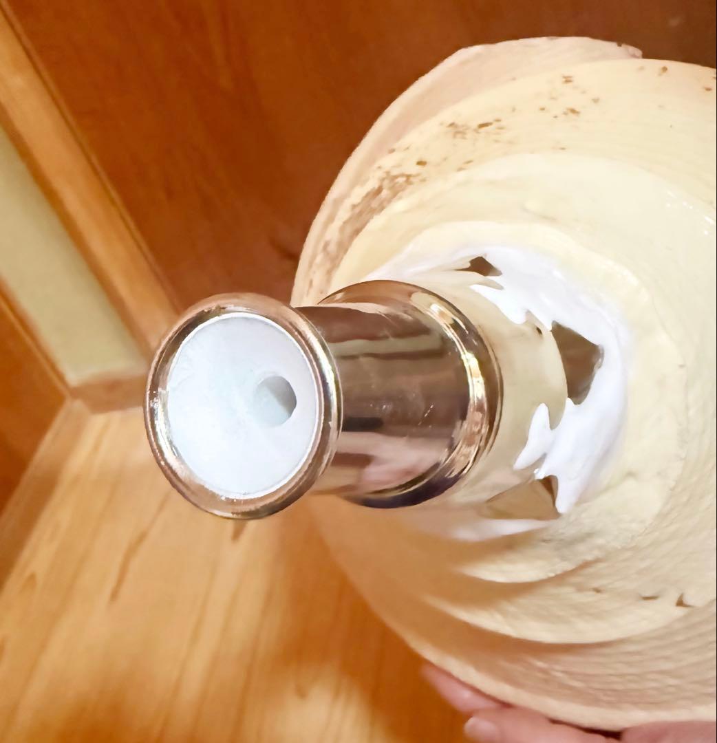 希少特大肉厚55.5㎝アラフラオオニシ法螺貝　ほら貝　ホラガイ